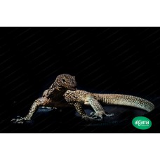  Varanus Doreanus - Monitor de cola azul 